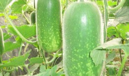 郓城大瓜爆料视频最新,揭秘惊人内幕，真相令人震惊！