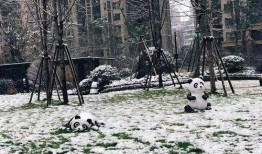 成都下雪最新爆料,冬日美景刷屏全网